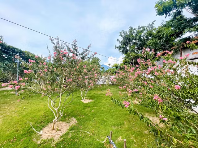 Hoa tường vi trong vườn bung nở rực rỡ.