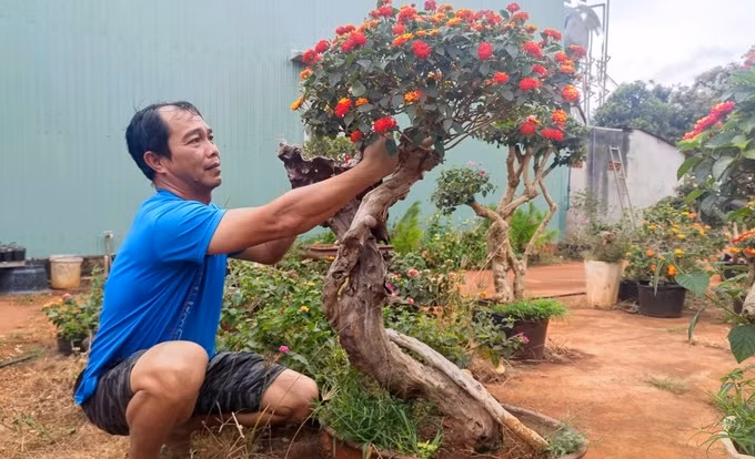 Sau thời gian thuần dưỡng, lai tạo, nhiều hộ dân tạo nên những chậu hoa ngũ sắc sặc sỡ, đa dạng về kiểu dáng. Ảnh: Dân trí