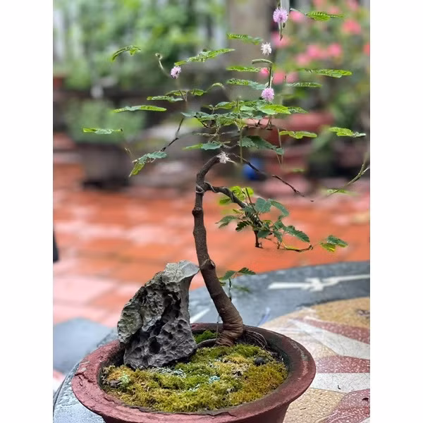 Hoa trinh nữ (hay hoa xấu hổ) vốn xuất phát từ cây cỏ dại nhưng đã được nông dân đưa lên chậu thành bonsai lạ mắt. Ảnh: Facebook
