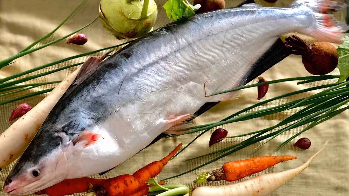 Cá dứa sinh sống nhiều tại khu vực Châu Á, đặc biệt là lưu vực sông Mê Kong hoặc vùng nước lợ. Ảnh: Dienmayxanh