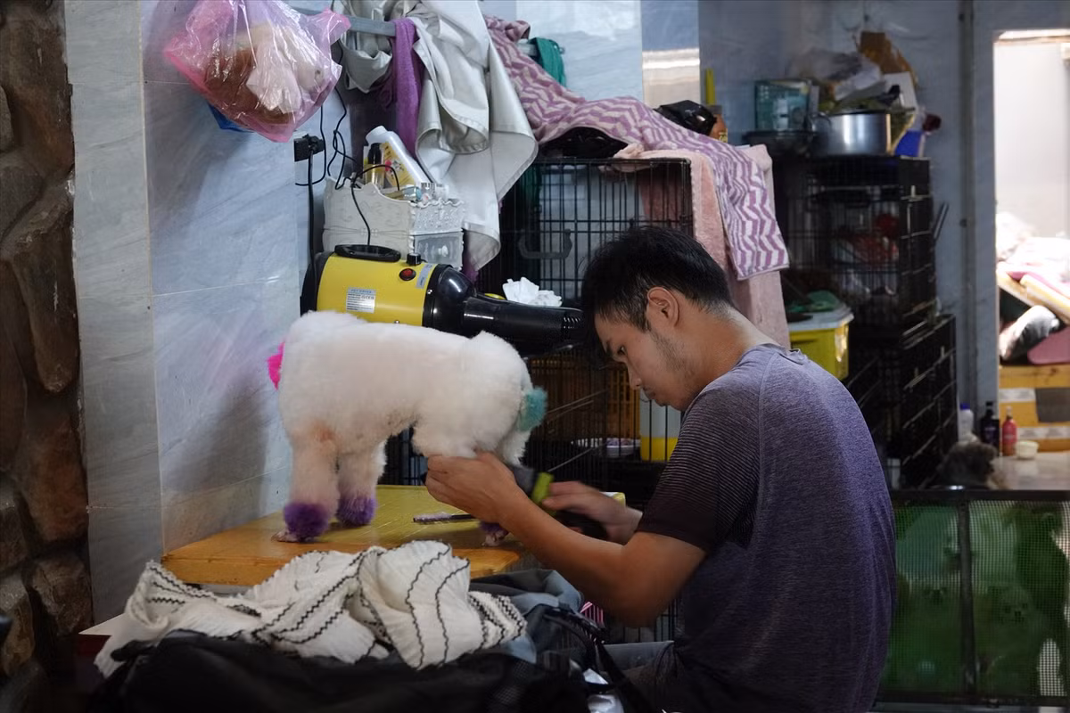 Nhu cầu làm đẹp cho thú cưng ngày Tết tăng cao mở ra cơ hội thu nhập tiền triệu mỗi ngày cho các spa. Ảnh: Lao động