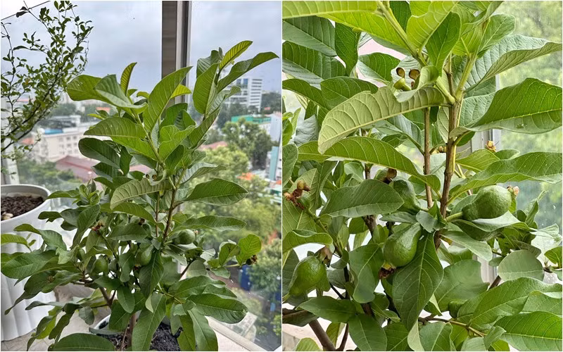 Cây ổi bắt đầu cho trái.