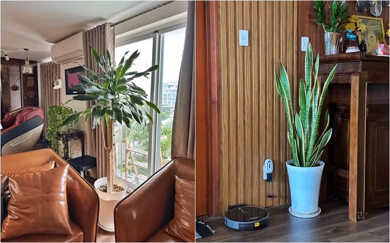 Bên trong nhà cũng được nam MC trưng bày nhiều chậu cây lớn nhỏ khác nhau. Nguồn ảnh: FBNV