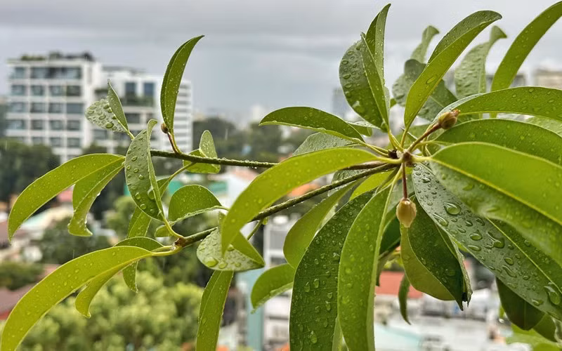 Cây hồng xiêm đang trổ hoa.
