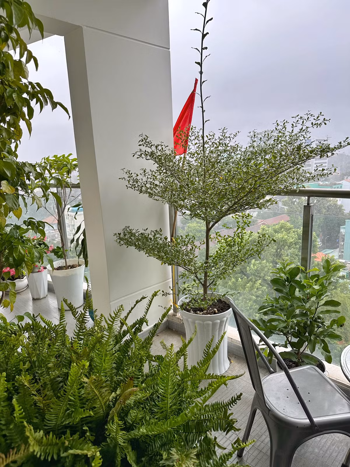 Điểm nhấn trên ban công nhà MC Nguyên Khang là rất nhiều cây xanh và hoa đua nhau khoe sắc.