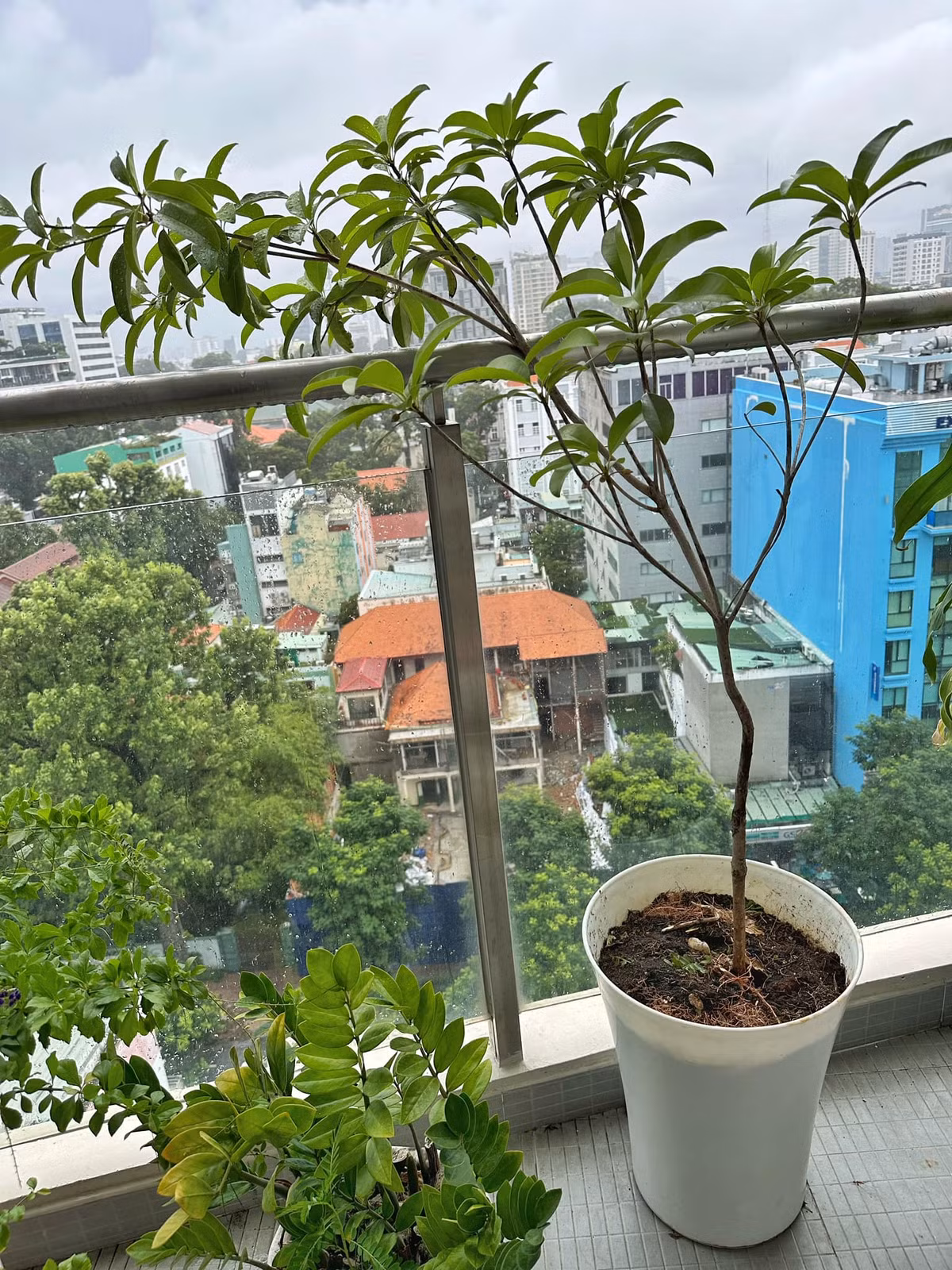 Ngoài hoa, MC Nguyên Khang còn trồng cả cây ăn quả.