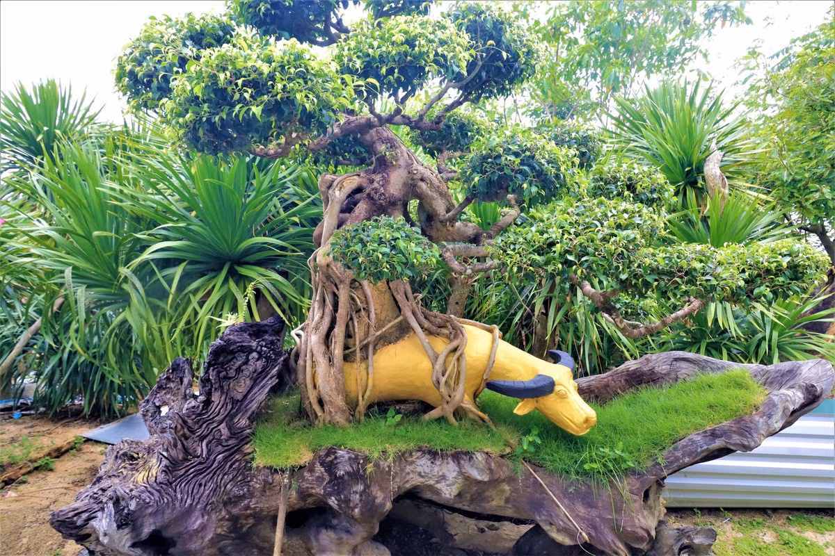 Ông chủ trẻ của khu vườn tiền tỷ tiết lộ, mua để chơi, chưa có ý định bán, trước mắt có thể cùng nhau trao đổi cây để thỏa mãn lòng đam mê là vui nhất. Ảnh: Plo