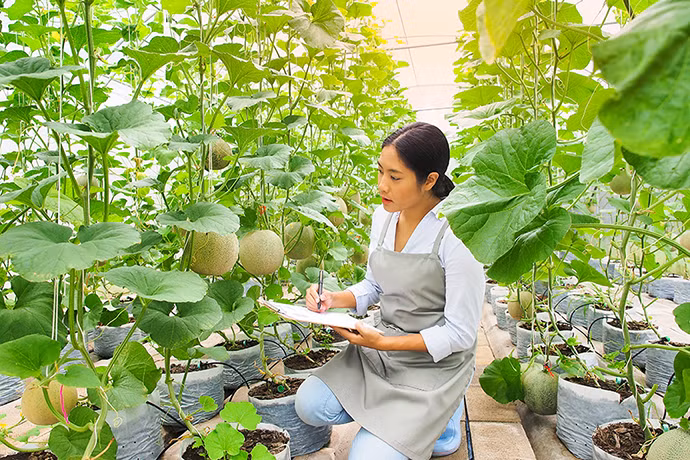 Một lý do khác khiến dưa lưới Nhật Bản đắt đỏ là quá trình trồng và chăm sóc rất tỉ mỉ. Dưa thường được trồng trên thảm nâng để cách đất. Ảnh: Web-Japan