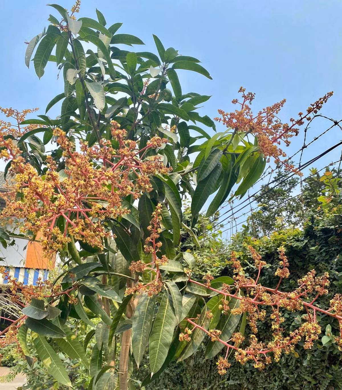 Đầu tháng 3, cây xoài bắt đầu cho hoa và chuẩn bị kết trái.