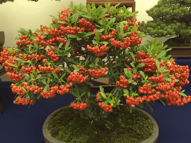 Dáng đẹp, giá cả phải chăng nên táo gai bonsai được đông đảo khách hàng ưa chuộng. Ảnh: Facebook