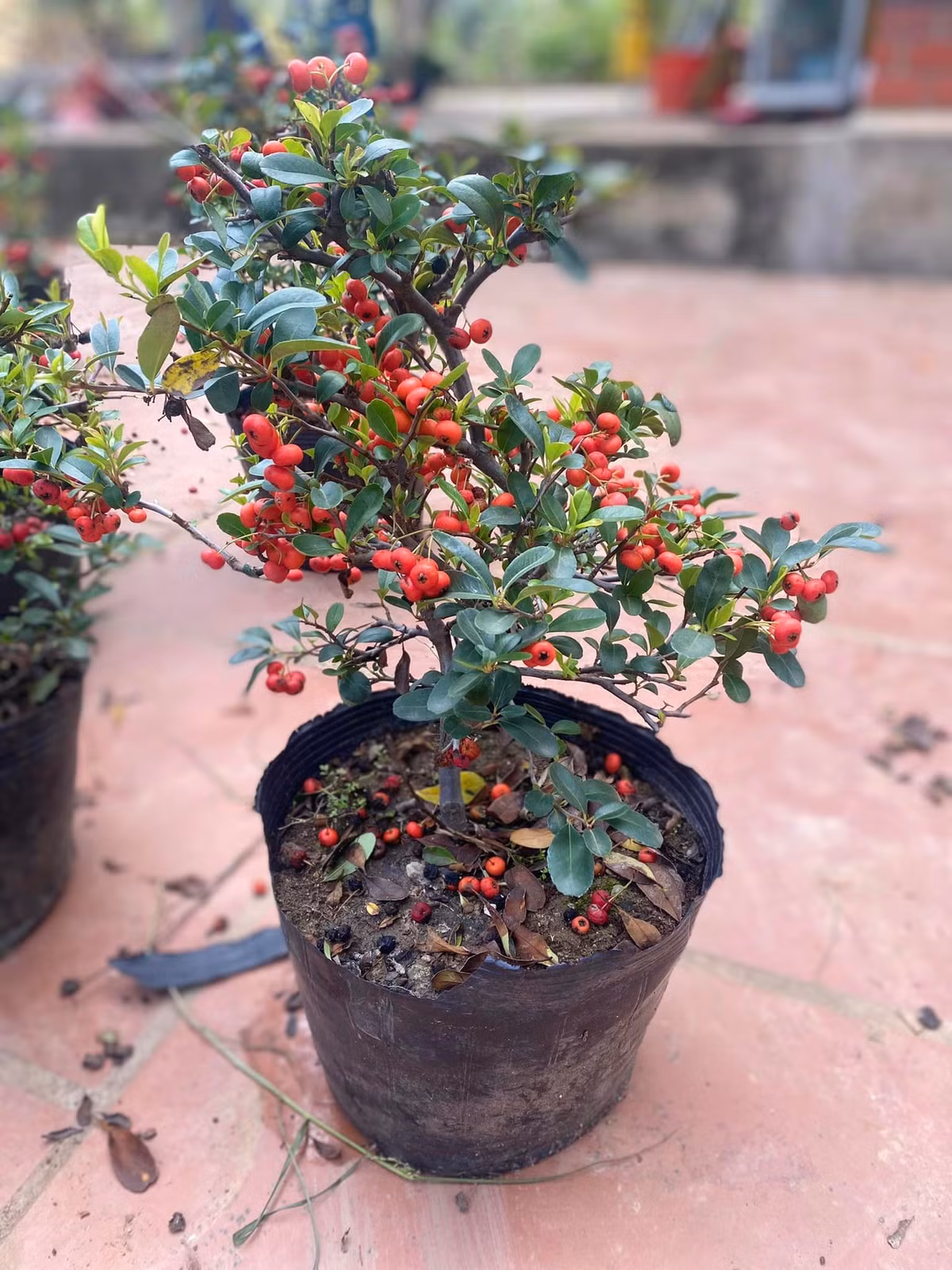 Những chậu táo gai với nhiều quả đỏ chi chít bắt mắt, cành nào cành nấy đều trĩu quả. Ảnh: Facebook