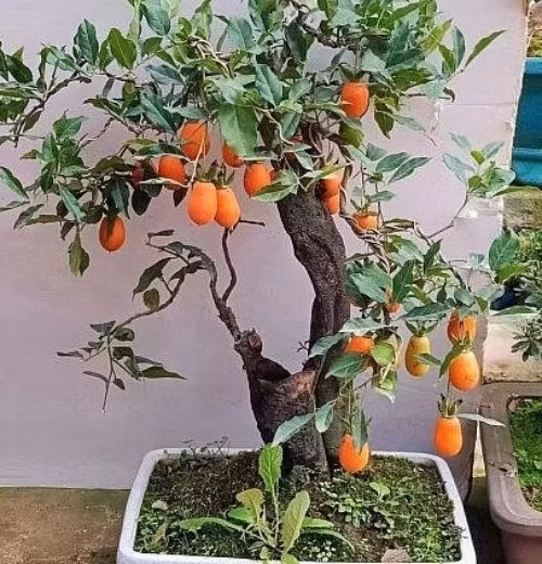 Xuất xứ từ Trung Quốc, hồng đá cẩm thạch thu hút đông đảo khách hàng đặt dù giá bán rất đắt đỏ, lên đến vài chục triệu đồng, thậm chí hàng trăm triệu đồng mỗi cây. Ảnh: Thuonghieusanpham