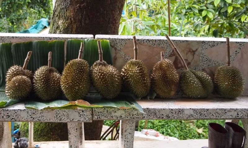 Riêng giống sầu riêng Kanyao, một năm cho thu hoạch 10 trái. Ảnh: Getty