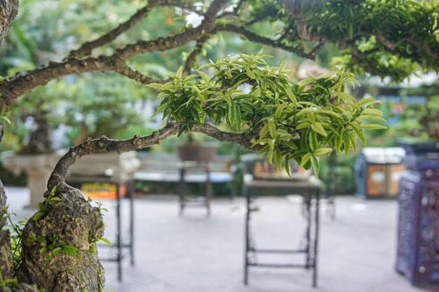 Theo ông Vương Xuân Nguyên, chánh văn phòng Hội sinh vật cảnh Hà Nội, cây mai chiếu thủy của nghệ nhân Thọ là một trong những siêu phẩm trong giới sinh vật cảnh bởi mức độ quý hiếm. Ảnh: Dân trí