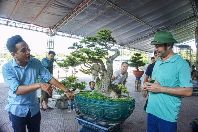 Theo liết lộ, cây mai chiếu thủy là bảo vật của nghệ nhân Thọ được doanh nhân Trần Công Cảnh, cháu cụ Trần Cao Vân kính biếu gia đình. Ảnh: Dân trí