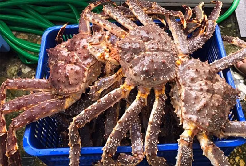 Cua hoàng đế Alaska giá khoảng 1,6-2,1 triệu đồng/kg cũng là mặt hàng hút khách trong dịp Tết Nguyên đán. Ảnh: Vietnamnet