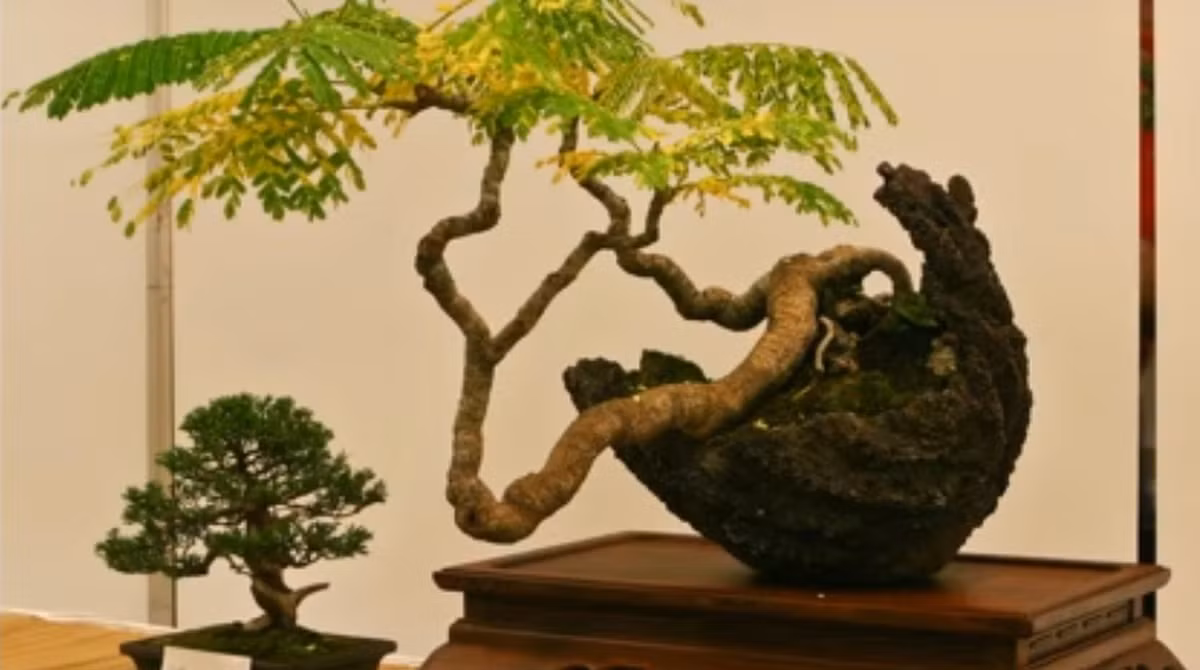 Phượng vĩ kiểng dáng thác đổ siêu đẹp. Ảnh: Youtube.