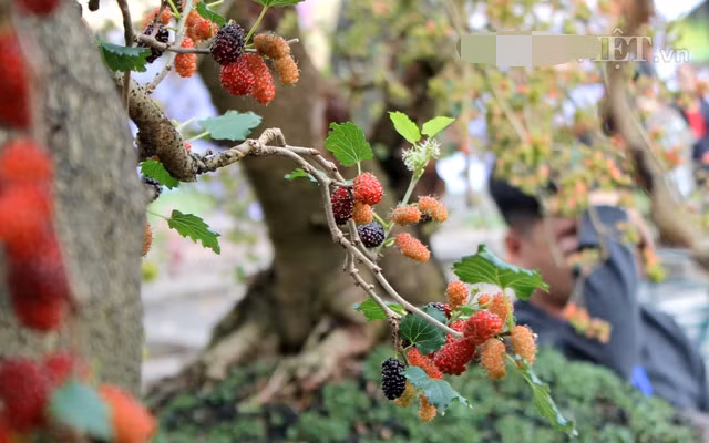 Quả dâu trổ trĩu ở đầu cành. Mỗi nhánh cây nhỏ nhưng cũng có đến vài chục quả dâu. Ảnh: Dân Việt