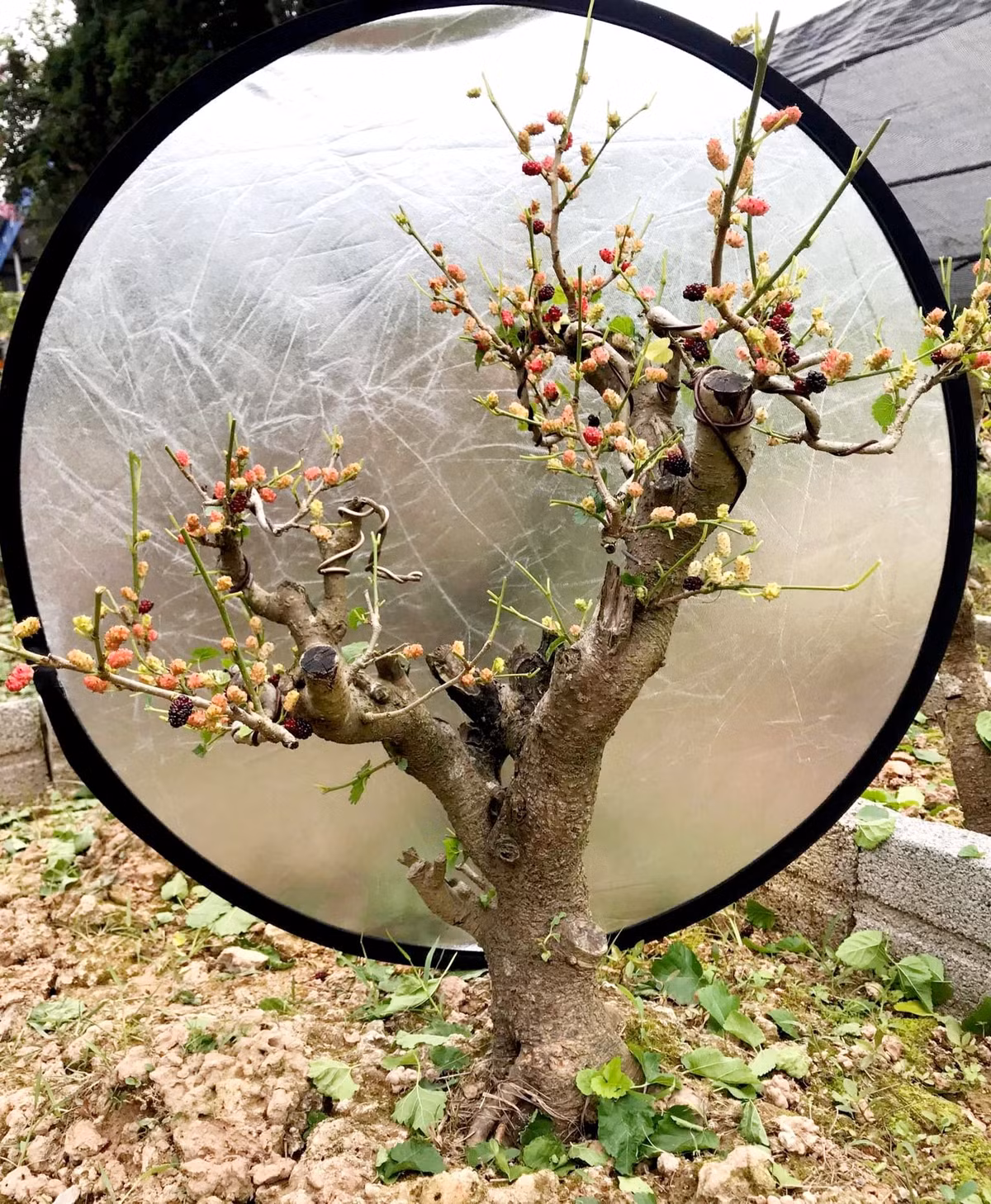 Cây dâu có gốc to nhưng thân và cành nhỏ. Vì thế, để tạo dáng, nghệ nhân phải chế tác rất công phu và tỉ mỉ. Ảnh: Facebook