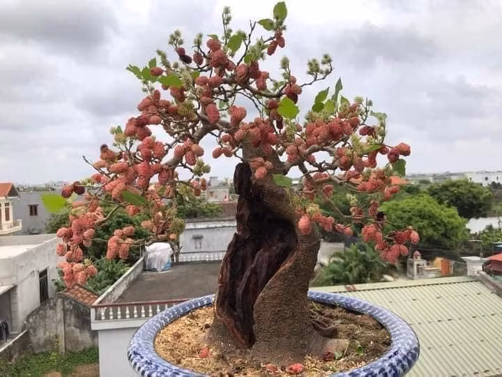 Khi quả chín sẽ chuyển dần từ màu đỏ sậm sang màu tím đậm. Ảnh: Facebook