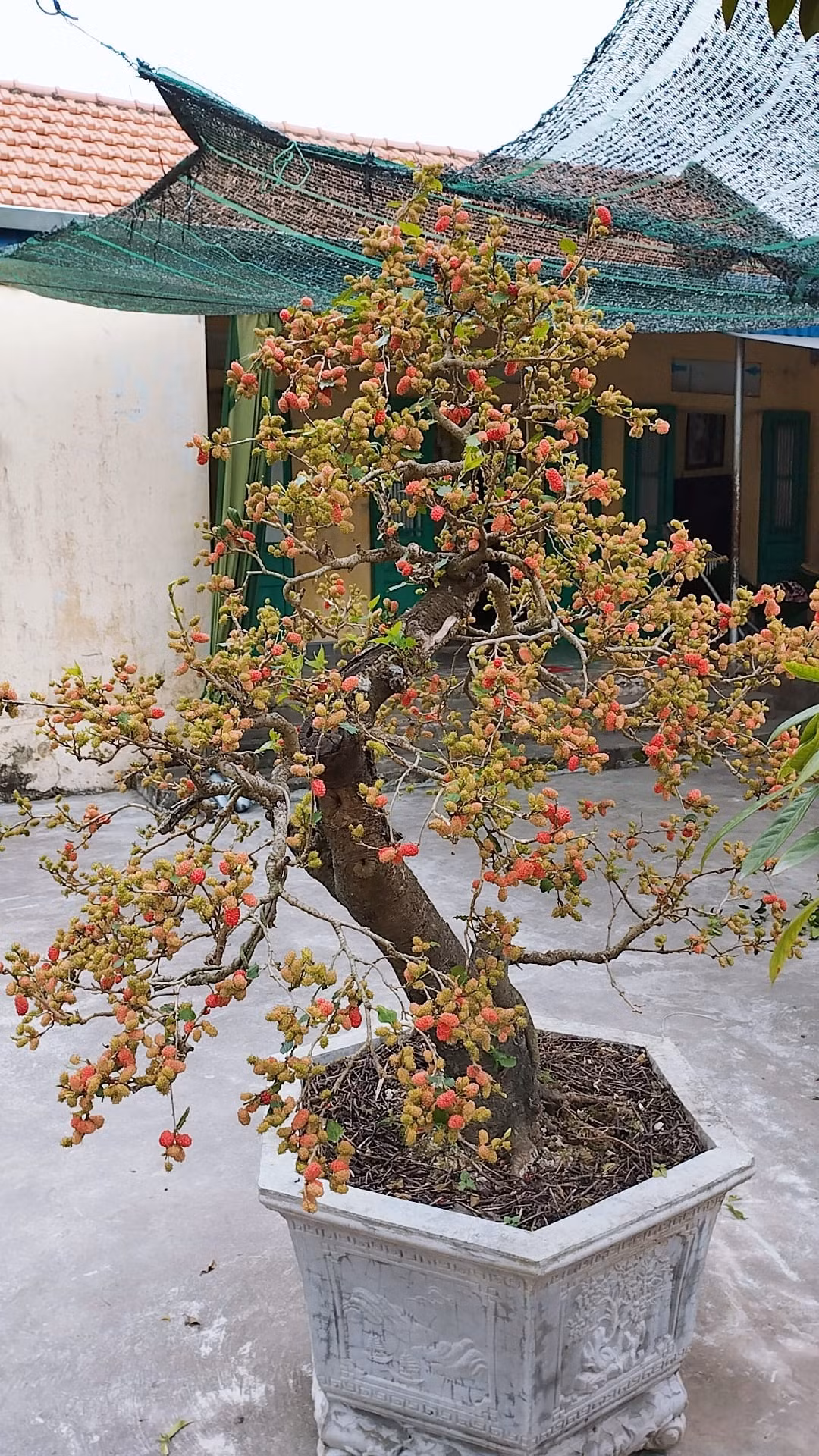 Giá mỗi chậu bonsai dâu tằm dao động từ vài trăm đến vài triệu đồng, tuỳ theo kích thước. Ảnh: Facebook