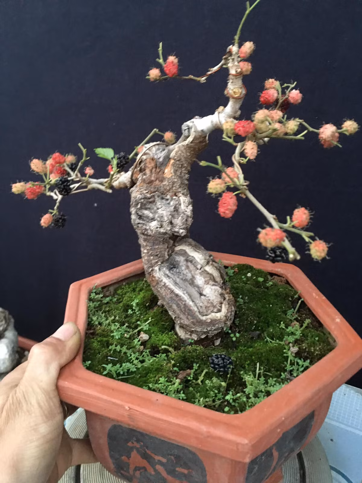 Thông thường, dâu tằm bonsai phát triển tốt nhất trong khu vực ôn đới, cận nhiệt đới và cần đầy đủ ánh sáng. Ảnh: Facebook