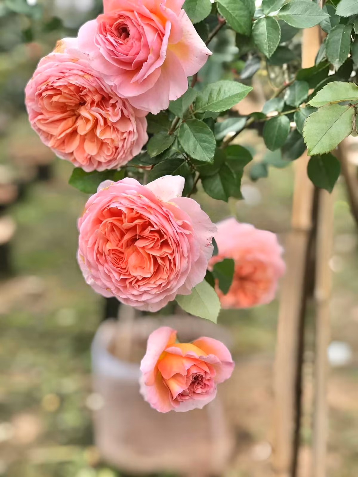 Những năm gần đây, hoa hồng ngoại được nhiều người ưa chuộng. Tuy niên, giá các loại hồng ngoại khá cao và rất khó trồng. Ảnh: Facebook