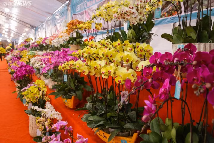 Trên thị trường, lan hồ điệp có nhiều loại với nhiều giá khác nhau, từ vài trăm nghìn đến cả tỷ đồng. Ảnh: VTCNews