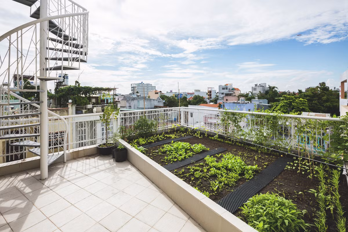 Sân thượng bố trí một khu vườn để trồng rau sạch. Nguồn ảnh: Hiroyuki Oki