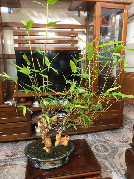 Tre ngà cắt tỉa nhiều lần, lá nhỏ, phù hợp trang trí trong phòng khách.