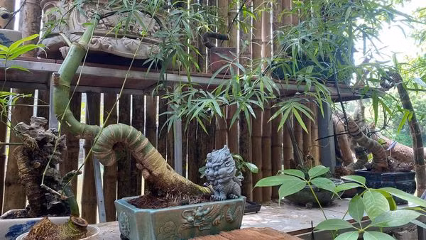 Nhiều bonsai từ cây tre độc nhất vô nhị ra đời như dáng rồng, dáng hình bản đồ chữ S...