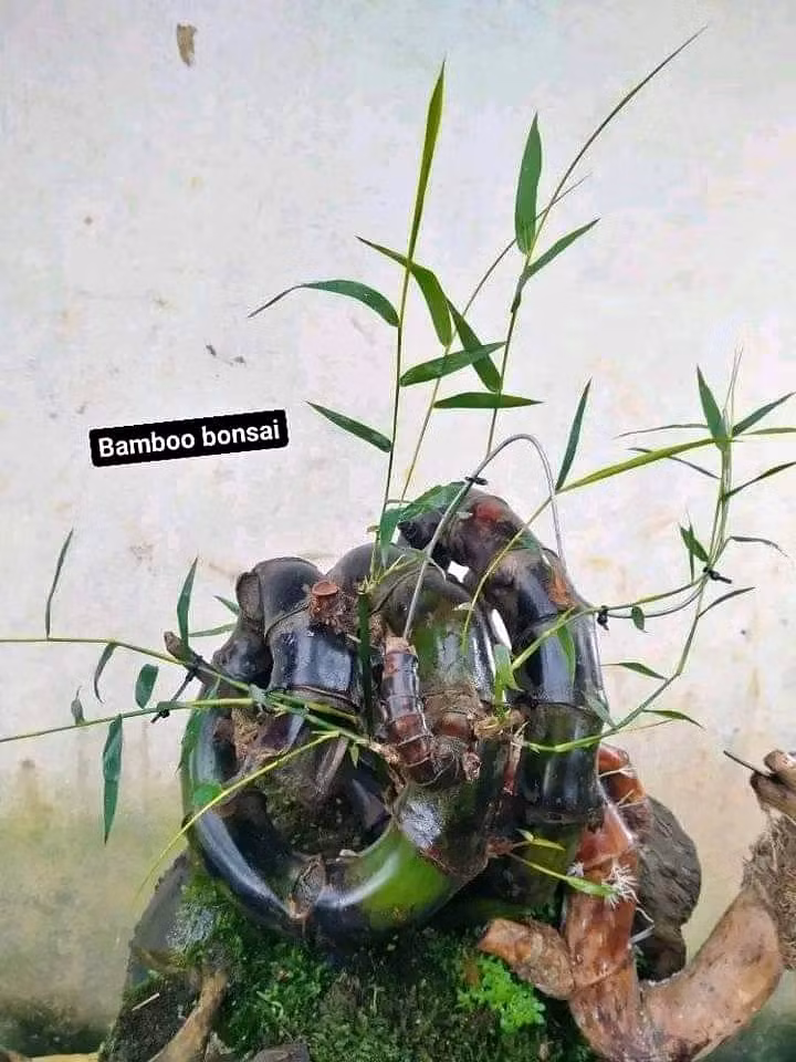 Mỗi gốc tre bonsai có giá từ vài trăm tới vài triệu đồng. Thậm chí, những cây mọc cong queo, đặc biệt là xoắn ốc hay "quái dị" giá tới 70 - 80 triệu đồng/cây.