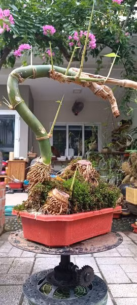 Hình dáng nhỏ gọn và tỉ mỉ của tác phẩm tre bonsai tạo cảm giác thanh lịch và tinh tế.