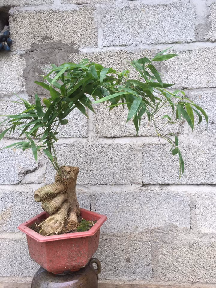 Tre tượng trưng cho sự mảnh mai, thanh nhã, phù hợp với nhiều không gian và phong cách thiết kế khác nhau.