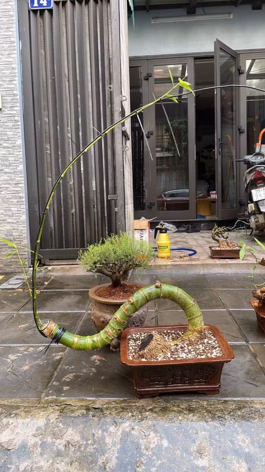 Điểm độc đáo của tre bonsai là phần phôi đẹp, hình thù độc đáo tựa như những tác phẩm bonsai lâu năm nhưng phần thân vẫn mềm mại.