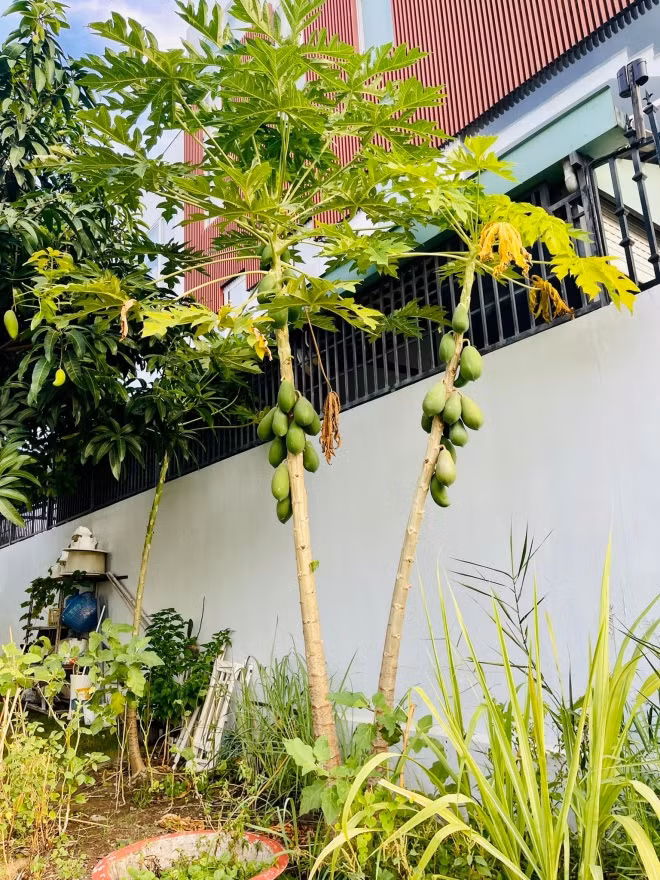 Đu đủ ở góc vườn chi chít quả. Ảnh: FBNV
