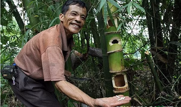 Theo người dân địa phương, sâu tre đắt đỏ là bởi chúng chỉ có trong thời gian ngắn. Hơn nữa, quá trình săn sâu tre phức tạp nền cần nhiều thời gian. Ảnh: Yan