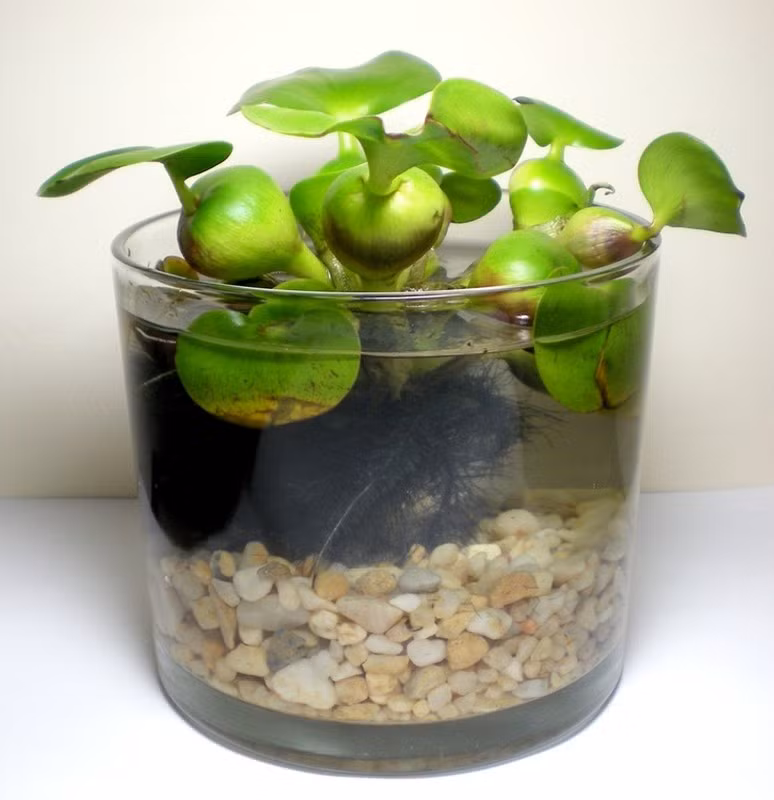 Hoa bèo tây có thể trồng kết hợp với sen, súng trong các tiểu cảnh thuỷ sinh. Ảnh: Pinterest.