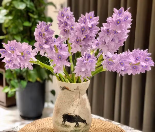 Bèo tây phát triển tốt nhất khi trồng ở nơi có nhiều ánh sáng. Do đó, khi trồng lục bình nên tránh nơi râm mát. Ảnh: Hoahanoi