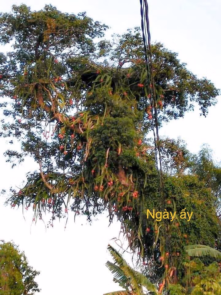 Mới đây, mạng xã hội rần rần chia sẻ loạt ảnh về một cây thanh long cổ thụ leo cao chót vót, trái chín đỏ.