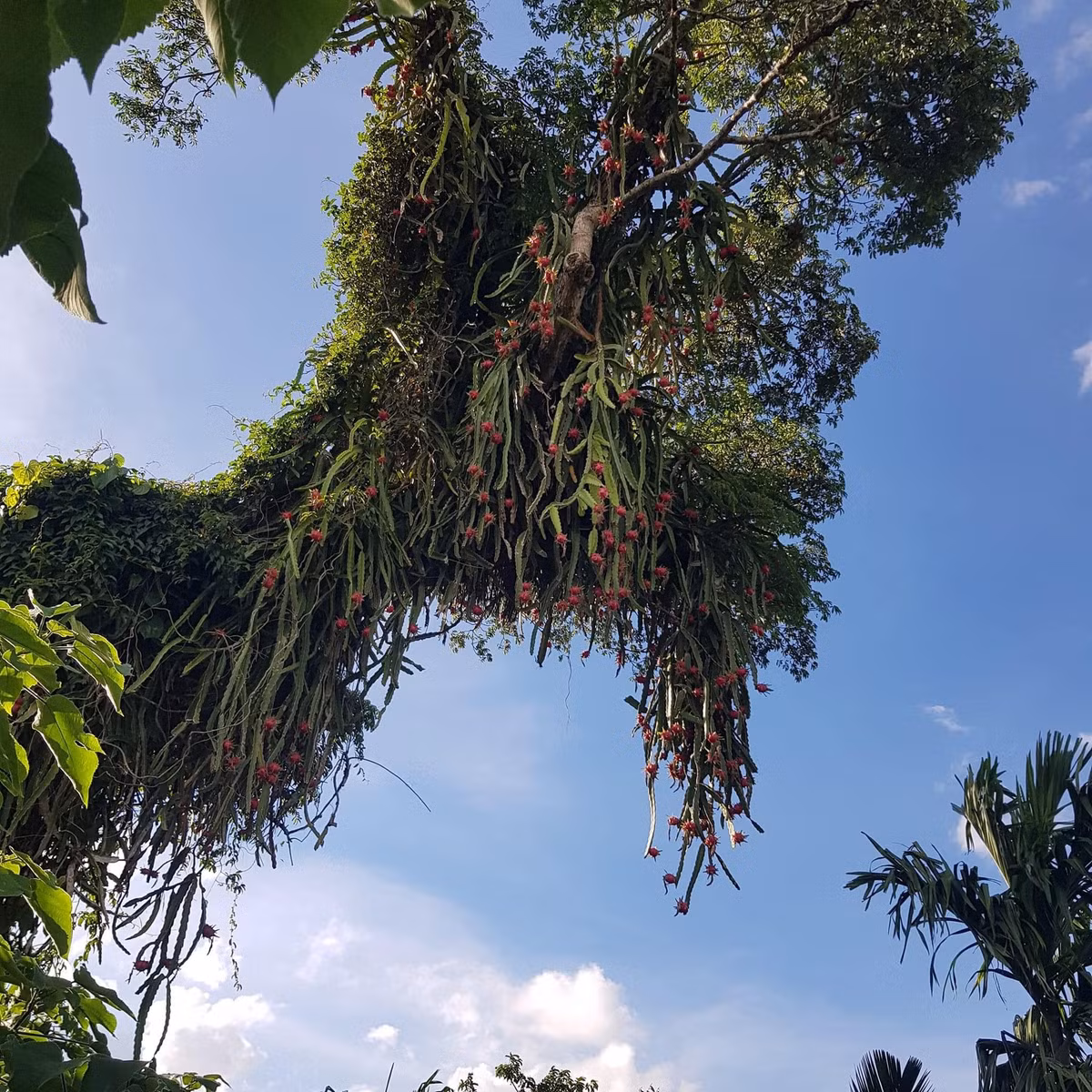 Ai cũng ngạc nhiên bởi cây thanh long to vật vã, chi chít quả.
