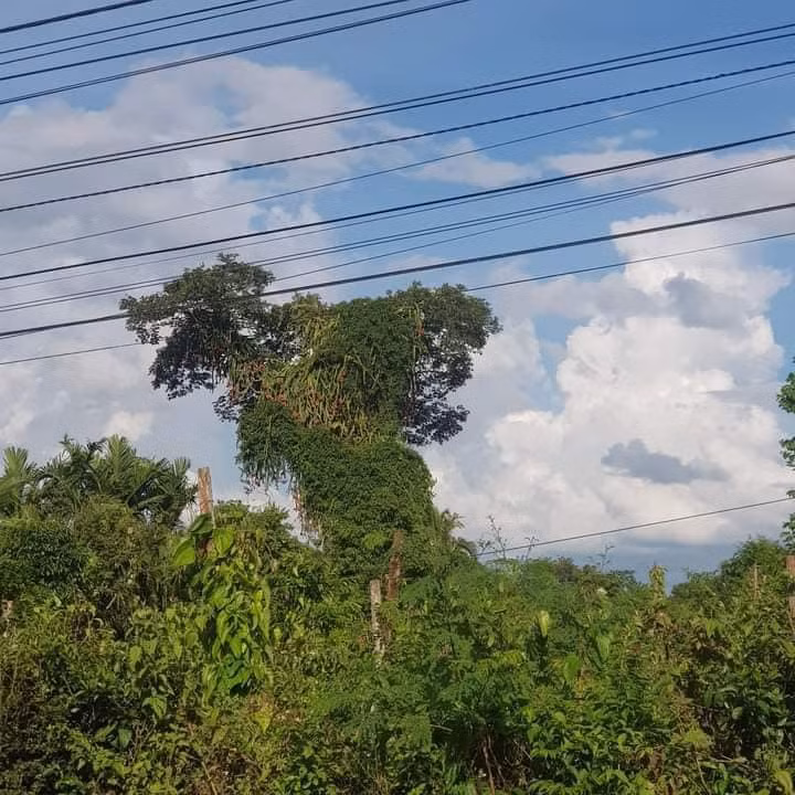 Theo chia sẻ của gia chủ, cây thanh long cao chót vót nhưng việc hái quả cũng không quá khó khăn. Bởi, gốc cây bị chai chỉ còn lõi không có gai đâm ra, rất dễ leo trèo, hoặc dùng sào hái.