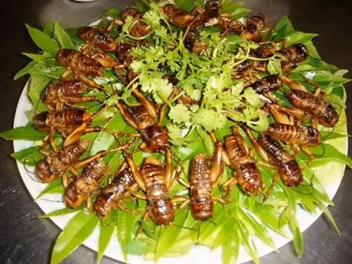 Ve sầu chế biến xong vừa bùi vừa giòn, béo ngậy, lại thơm thơm mùi sữa. Tuy nhiên, cũng có người lại lắc đầu với ve sầu vì đây là loại côn trùng nhìn hơi ghê sợ. Ảnh: Dân Việt