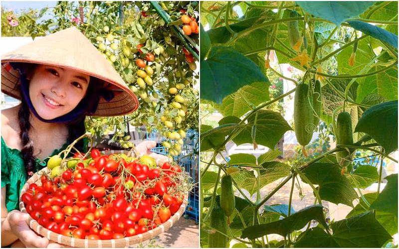 Đủ các loại rau sạch như rau muống, cà chua, dưa chuột...đảm bảo gia đình có thực phẩm sạch quanh năm.