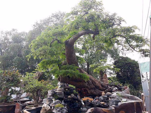 Cây me cổ thụ được đánh giá thuộc hàng hiếm có, nhiều người sẵn sàng chi tiền tỷ để sở hữu nhưng chủ nhân không đồng ý bán. Ảnh: Thuonghieusanpham