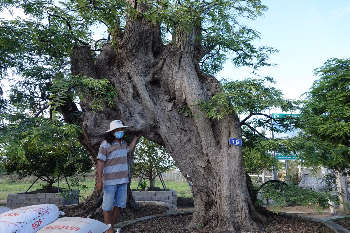 Với hơn 20 năm sưu tầm các cây me cổ, "Song lão trường thọ" là cây me anh Tuấn cảm thấy có dáng thế và độc lạ chưa từng gặp. Ảnh: Người đưa tin