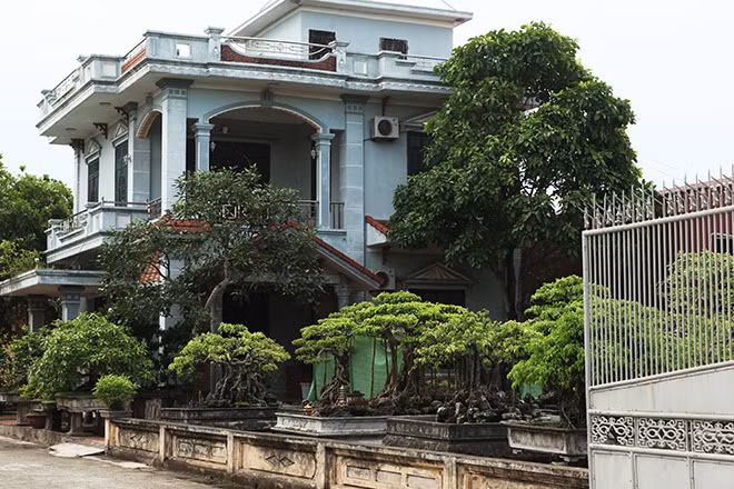 Không ít đại gia trong làng sở hữu nhiều cây cảnh có giá trị. Ảnh: Internet
