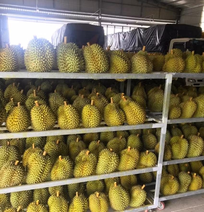 Tháng 8/2019, hơn 300 tấn sầu riêng Việt cũng được xuất khẩu sang Mỹ. Ảnh: Plo