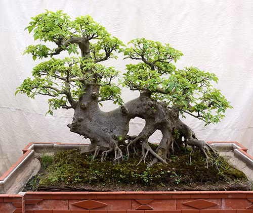 Cây sung có dáng tự như con rồng đang nằm. Rễ cây nổi và uốn cong thú vị. Ảnh: Hoacanhquangvy