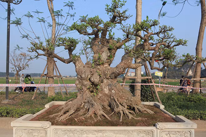 Cây sung bonsai dáng trực, đảm bảo yếu tố ”Cổ – kỳ- mỹ – văn”. Cây cao 1,7m, đường kính gốc 0,7m, bộ rễ tỏa đều các hướng như cây cổ thụ ngoài tự nhiên. Ảnh: Hoacanhquangvy